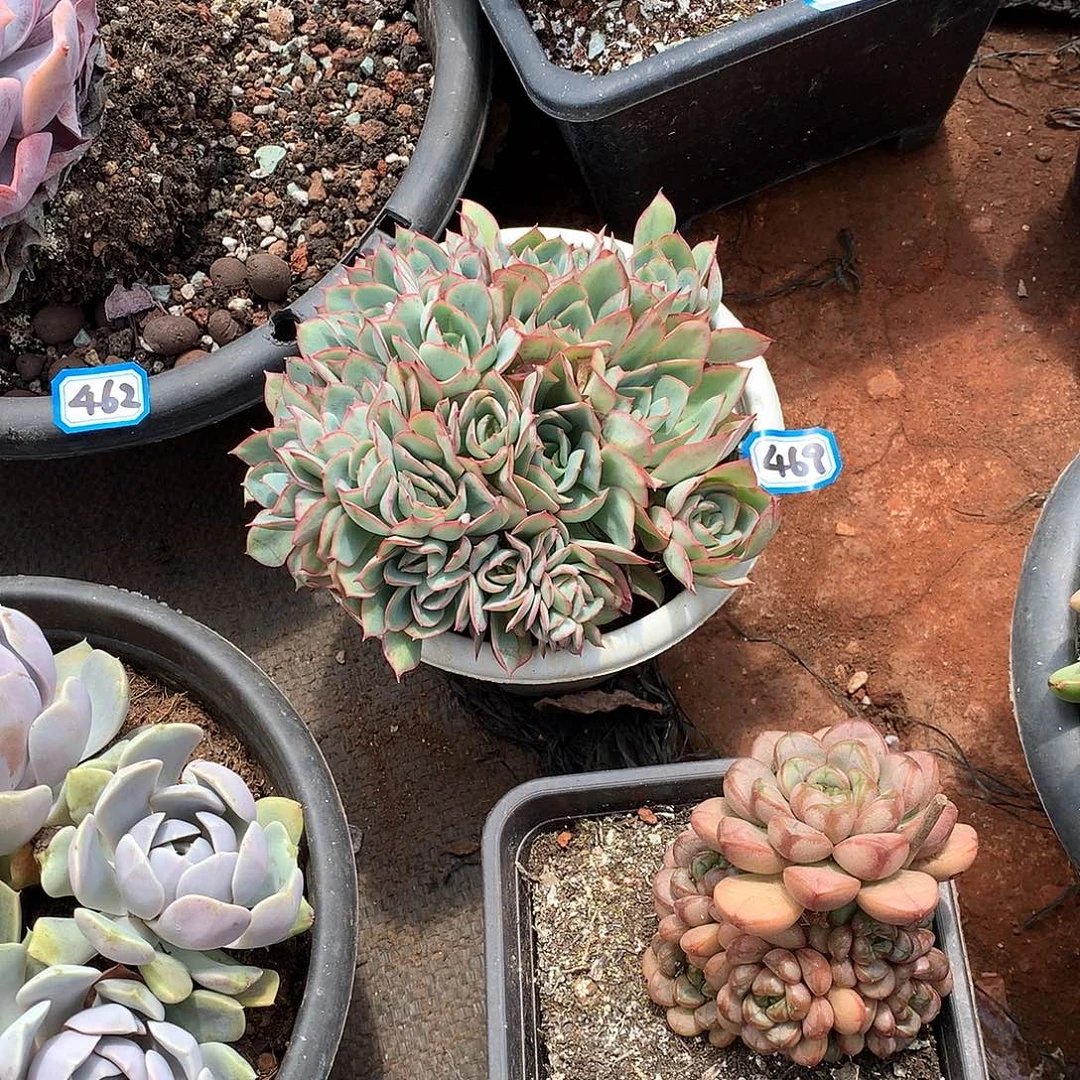 469牡丹亭一物一拍多肉