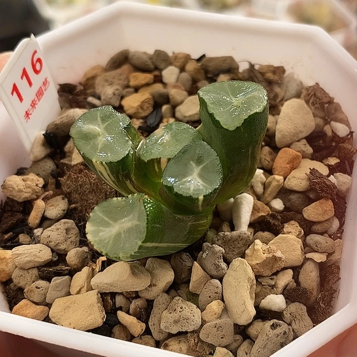 116山之翠万象锦一物一拍