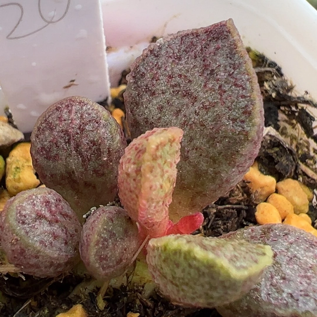 107红斑实生新品大苗多头