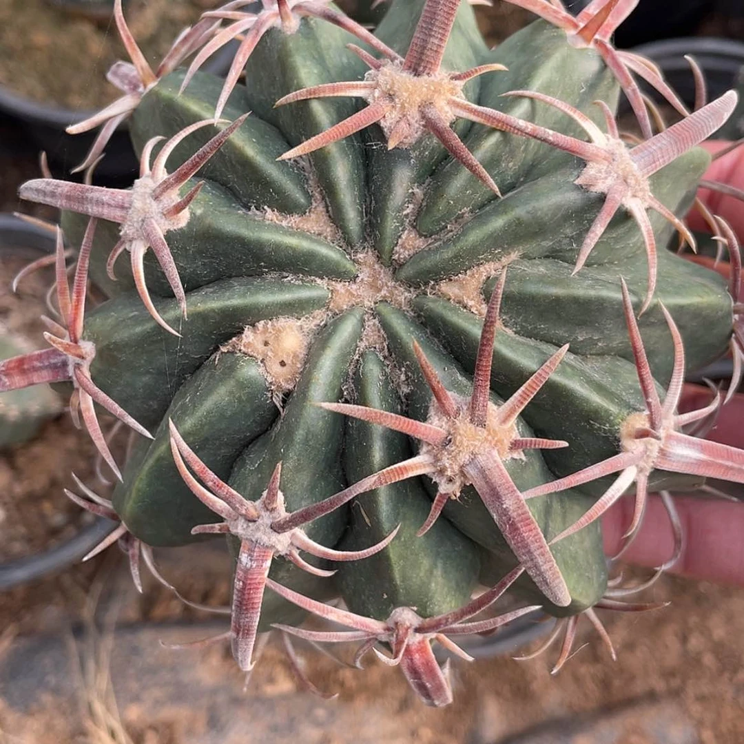 【闪购商品】武藏凌波苗接66666