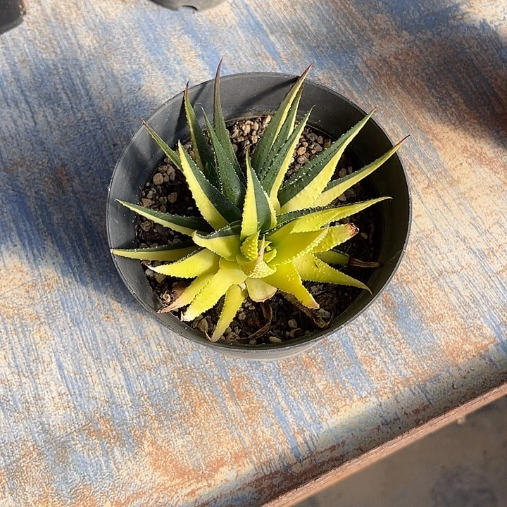 无花朵金城锦一物一拍的