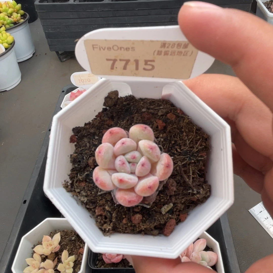 7715雪爪 3.0厘米