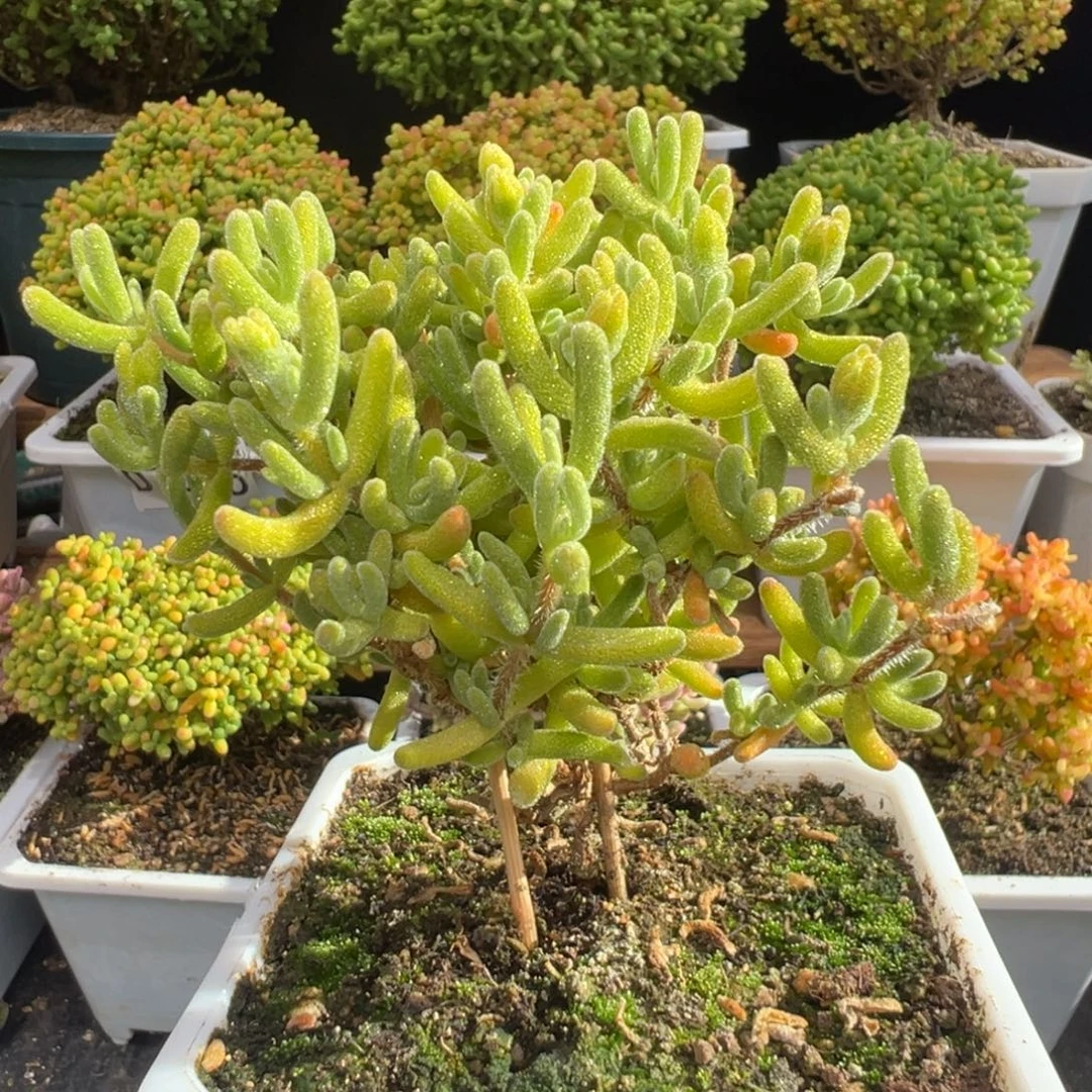 D7457橙叶黄锦枝干