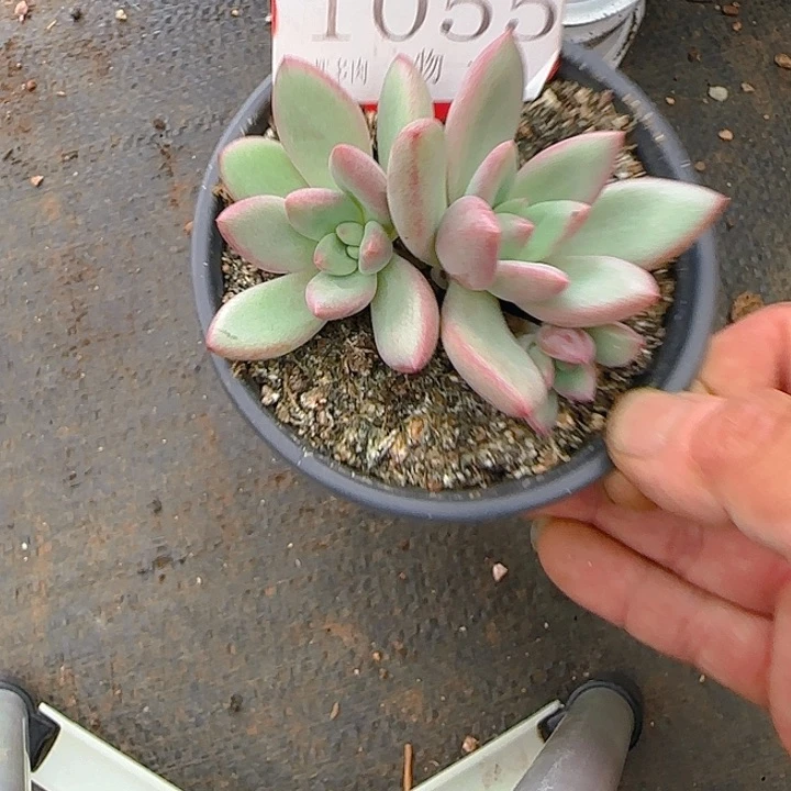 左****?赫本露丝1055多肉植物