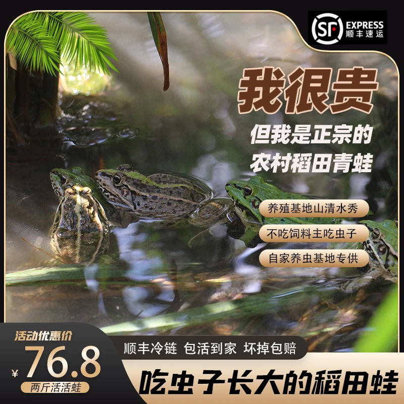 大山里的青蛙 鲜活稻田蛙 口味田鸡麻拐 新鲜青蛙肉 顺丰冷链发货