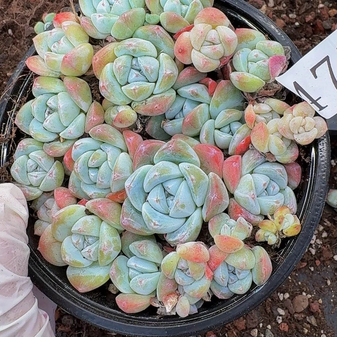 多肉植物多肉植物477