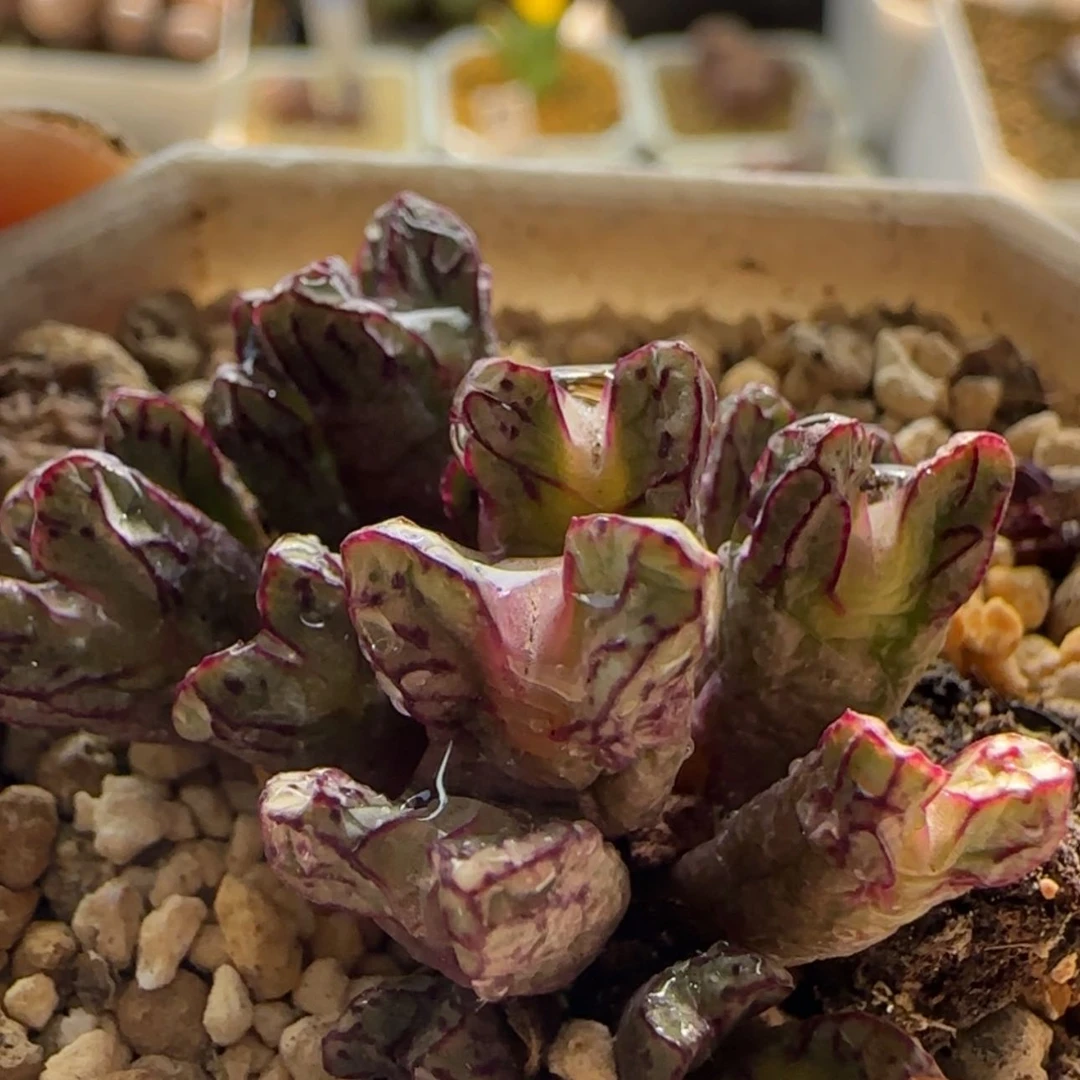 【闪购商品】1135大飞肉锥紫花