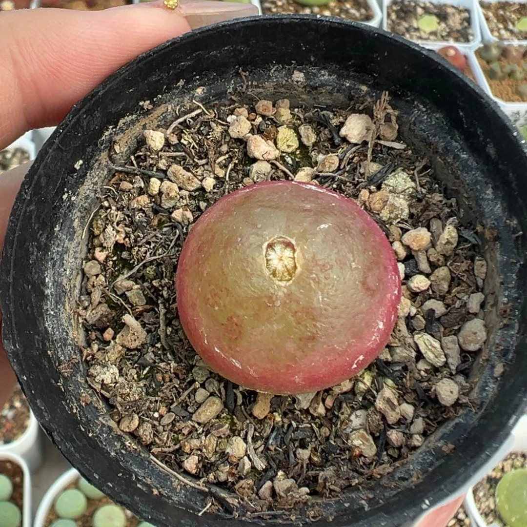 119灯泡带盆土发货