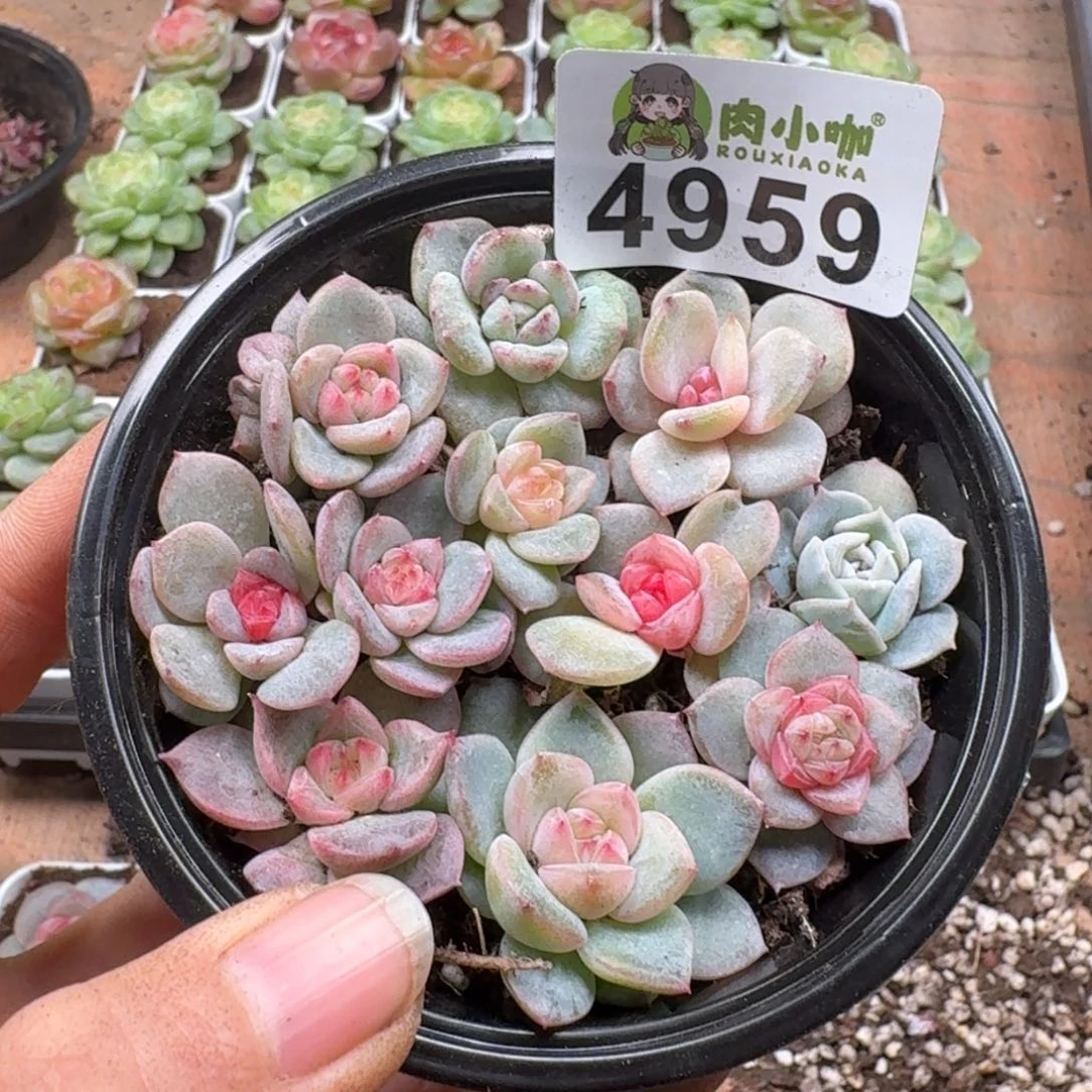 多肉植物多肉植物