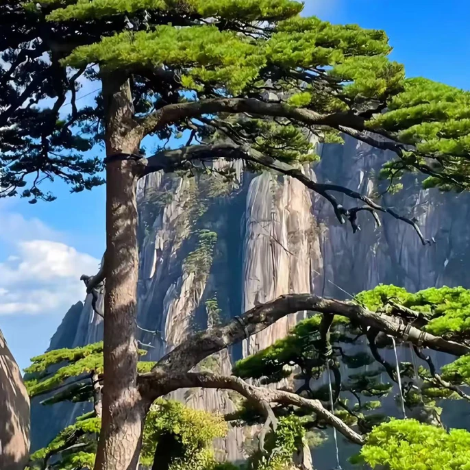 盆景庭院景观绿植造型树 一树一拍定金