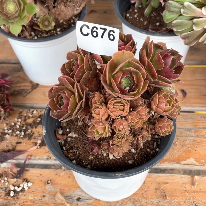 676号万圣节缀化老桩小颗