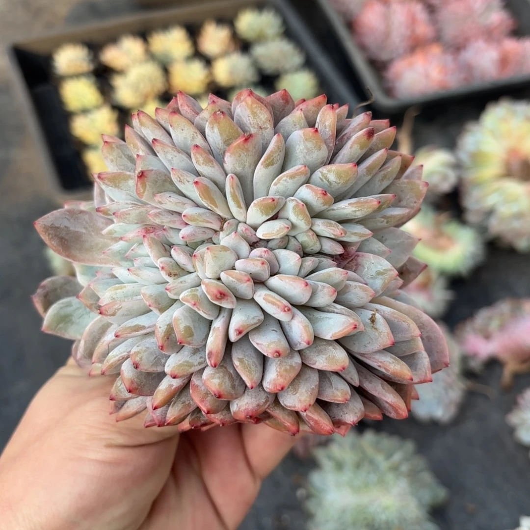 叶插橙梦露缀化，库存2000