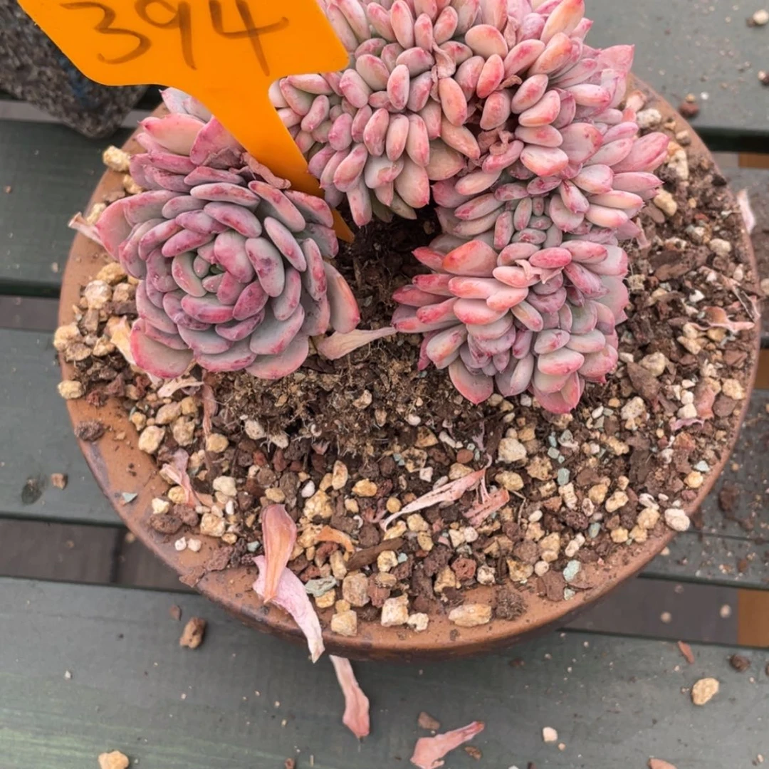 【闪购商品】鲑****）玛瑙394多肉