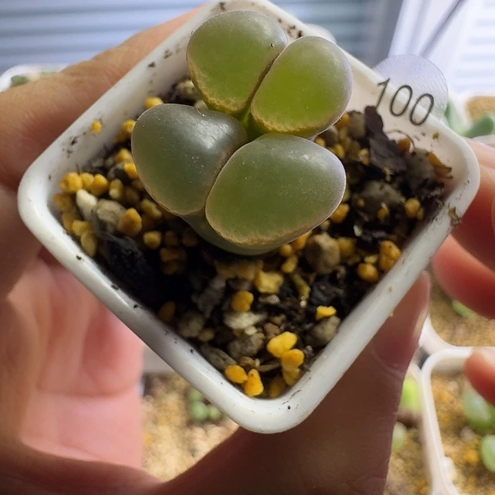 多肉.............100...