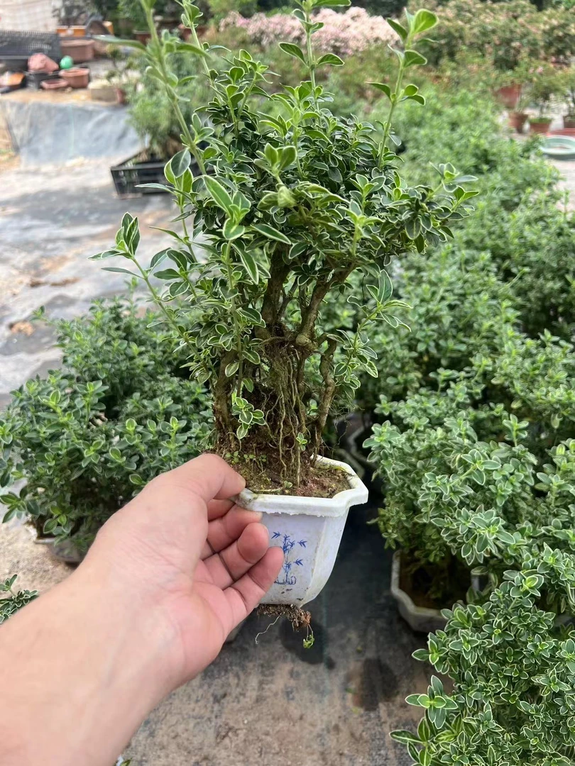 金边六月雪茶台书桌小盆栽好养四季青开花植物室内室外鲜活小盆景