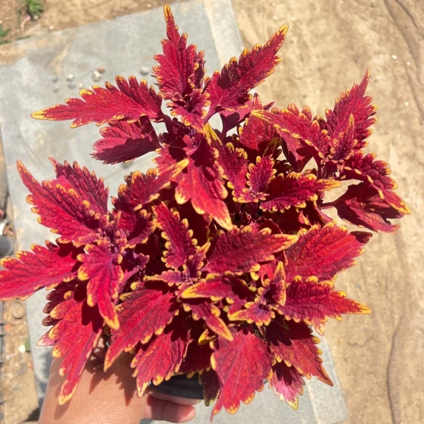 彩叶草耐晒耐高温喜水喜阳植物盆栽地栽庭院花卉