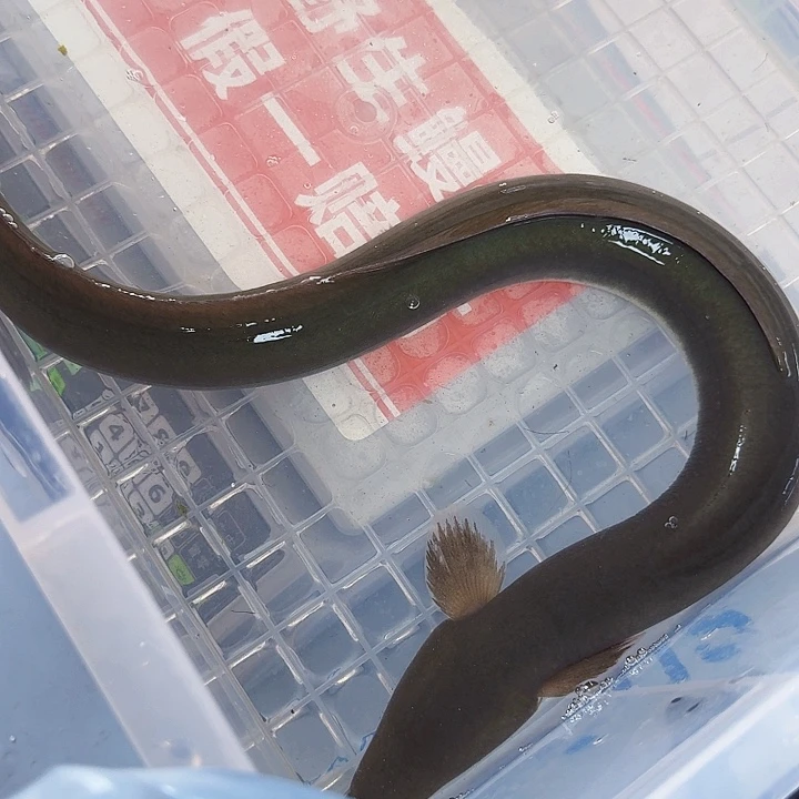 野生鳗鱼一斤半包活