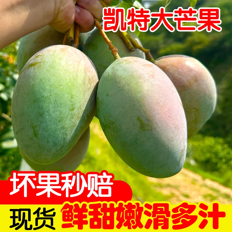 【产地直发]攀枝凯特芒新鲜应季芒果现摘现发