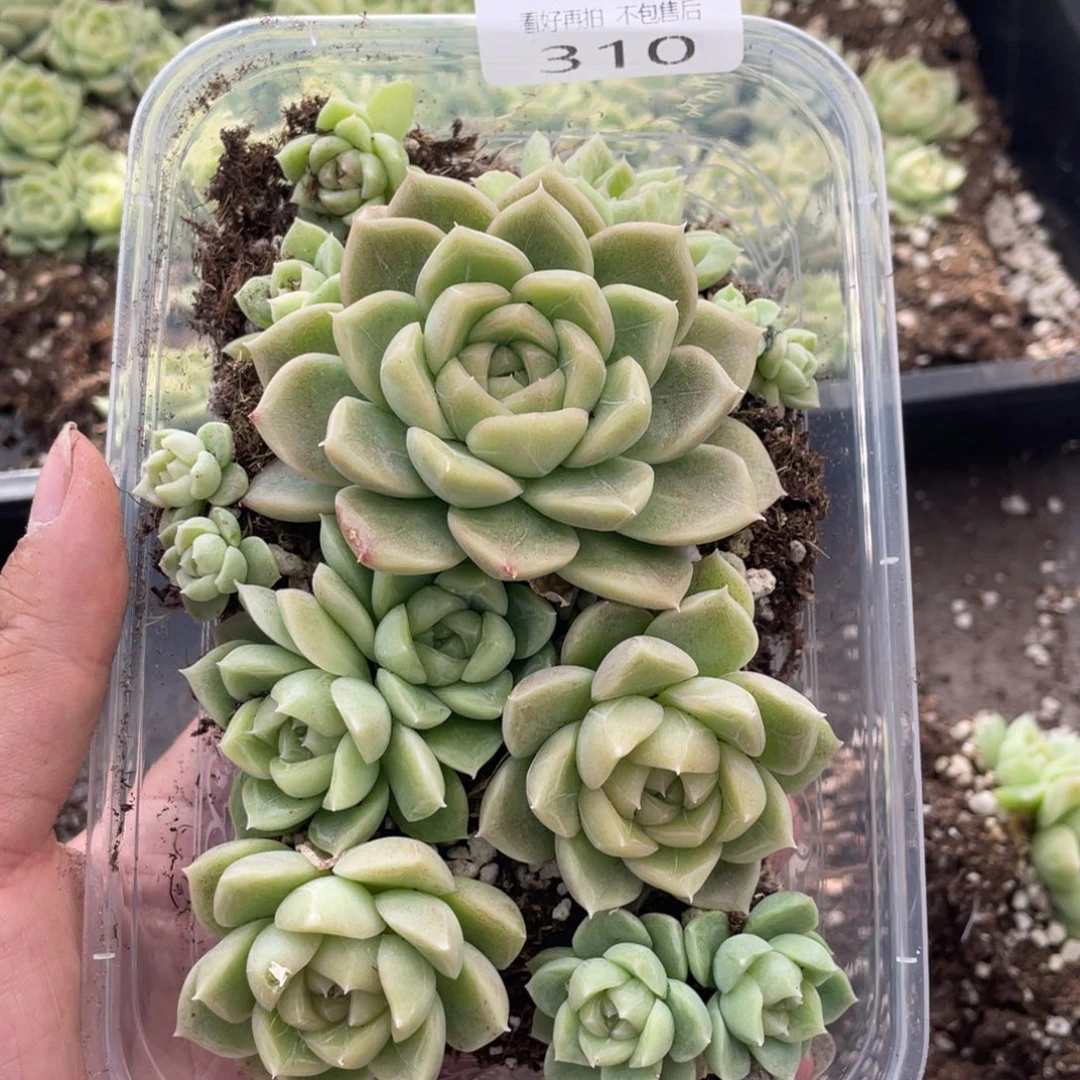 云糖心多肉植物310