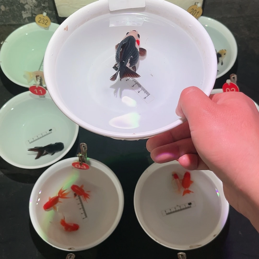 金鱼玛丽88888182