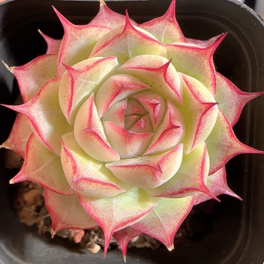 多肉0104-45女王玫瑰