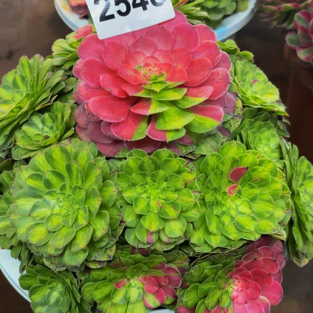 2548多肉植物知否