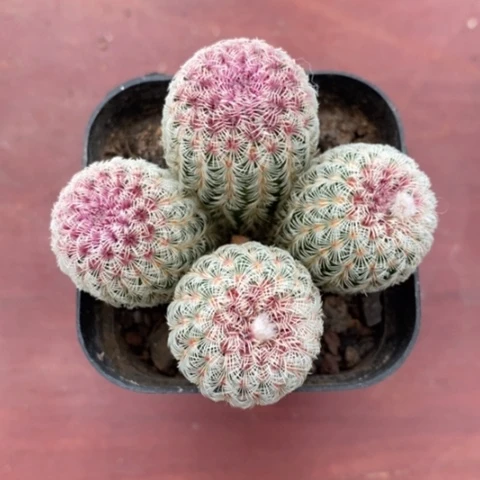 ?**呀红太阳群5仙人球