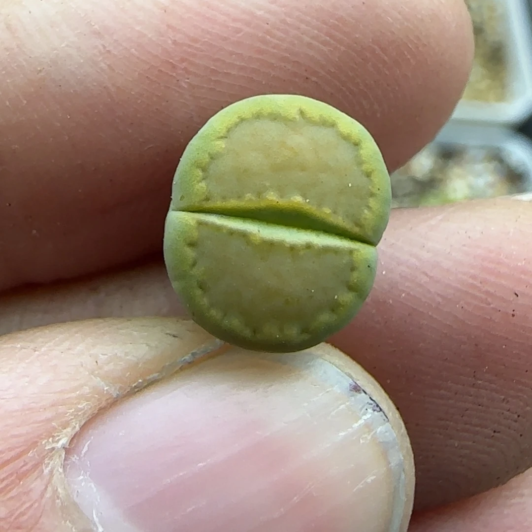 26全净窗黄巴黎清框福利30包邮