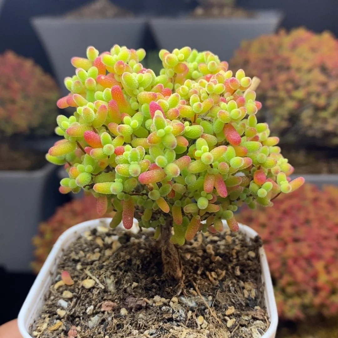 无花朵91号蜜橘糖球枝干