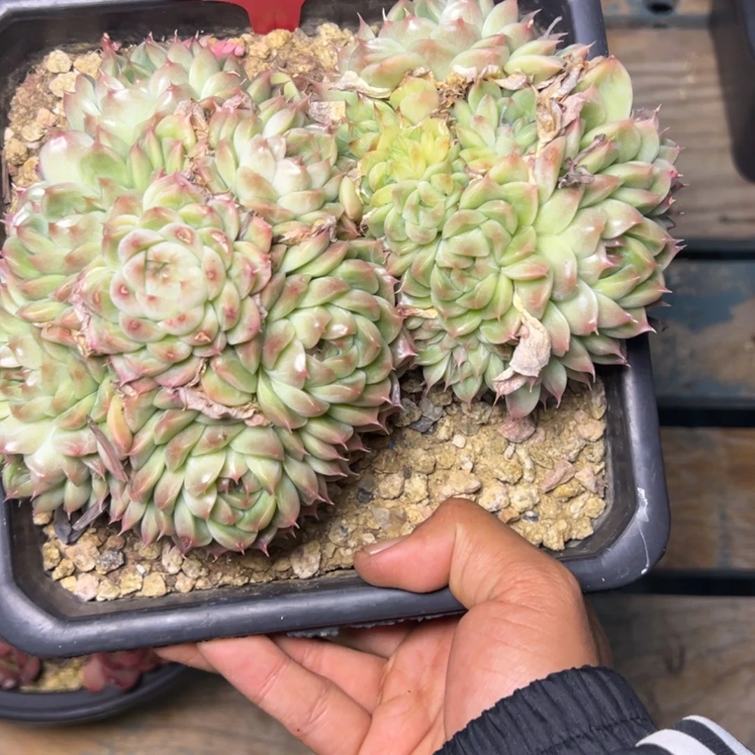 青*2275多肉多多多多