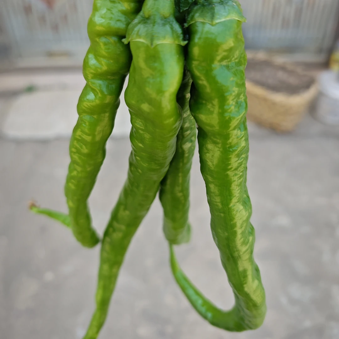 湖南 双峰 本地新鲜青辣  特香中高辣