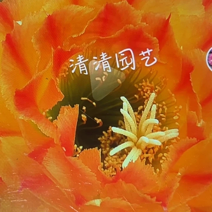 清清3-113根瑕疵黑点