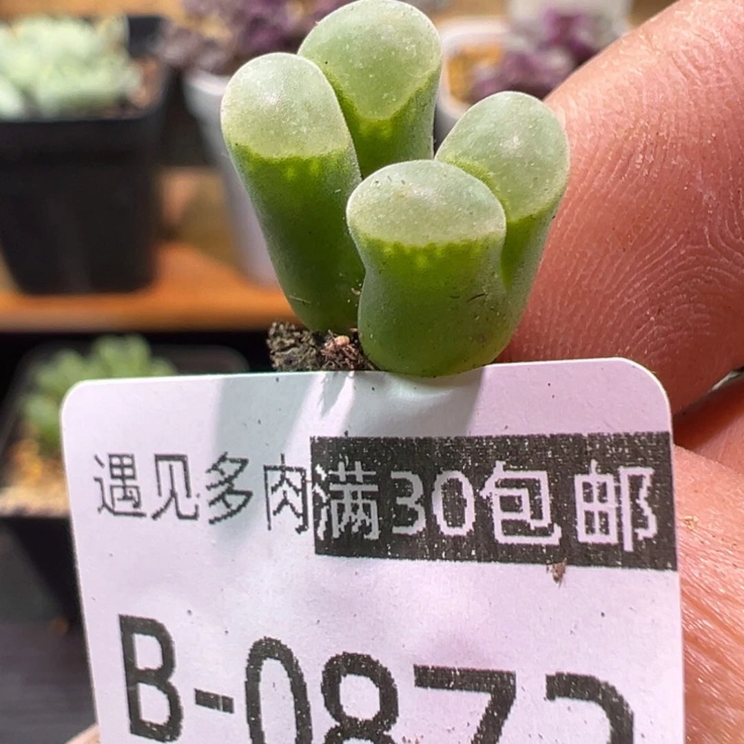 872 多肉植物111111111111
