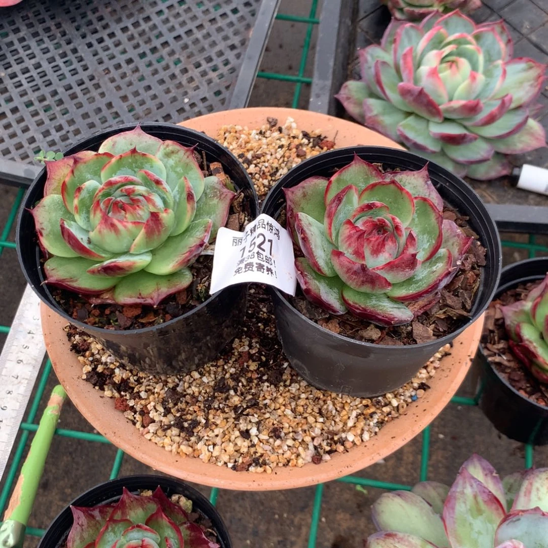 p***m1521号多肉植物，7厘米