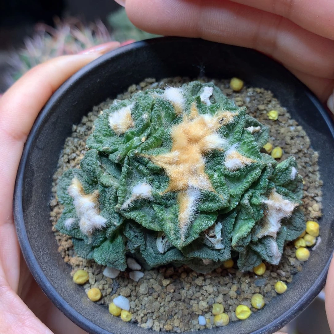 25号 自根 新顿群7公分 带盆土