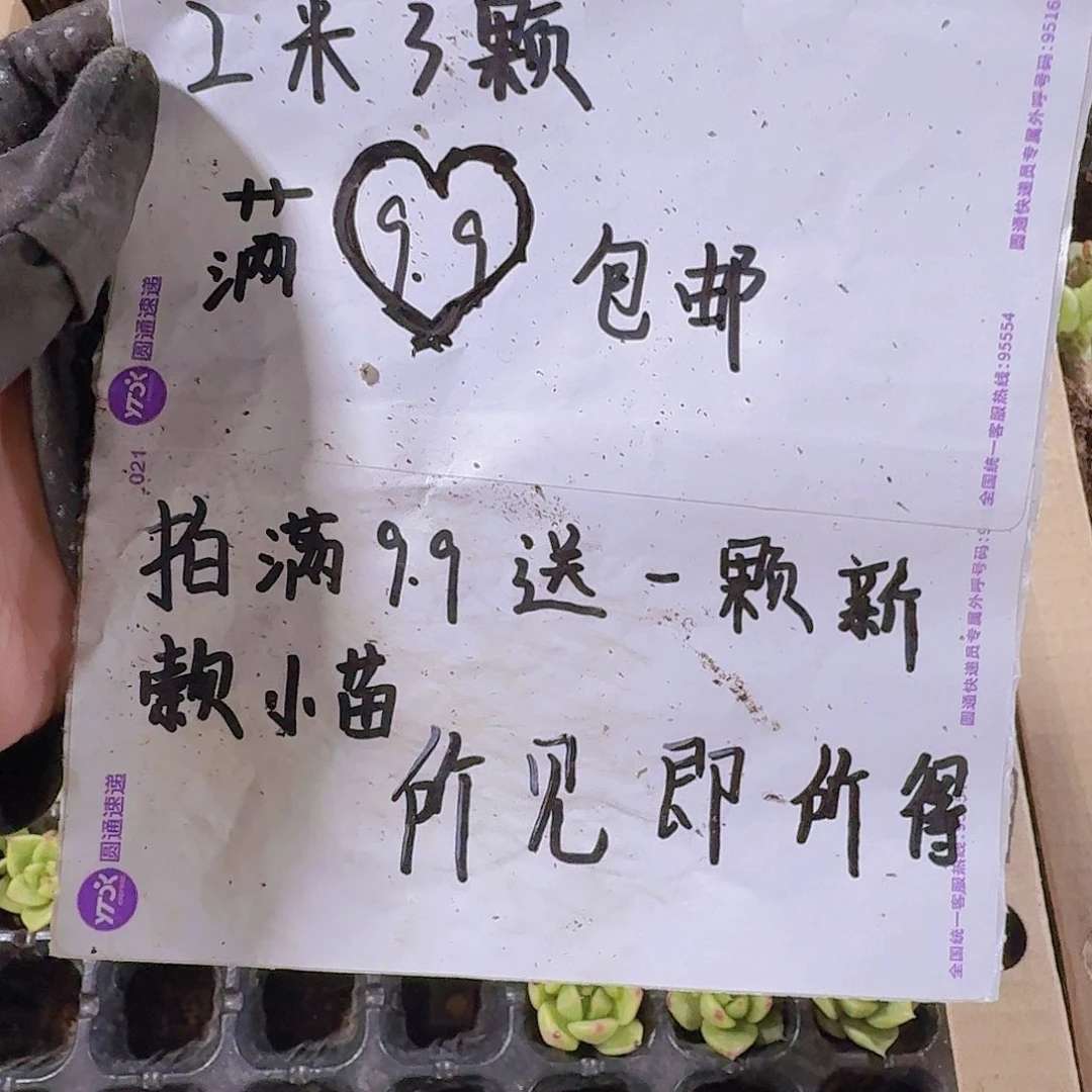 精品组合多肉植物