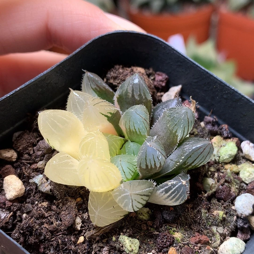 巨大赤线玉露锦大IP的土