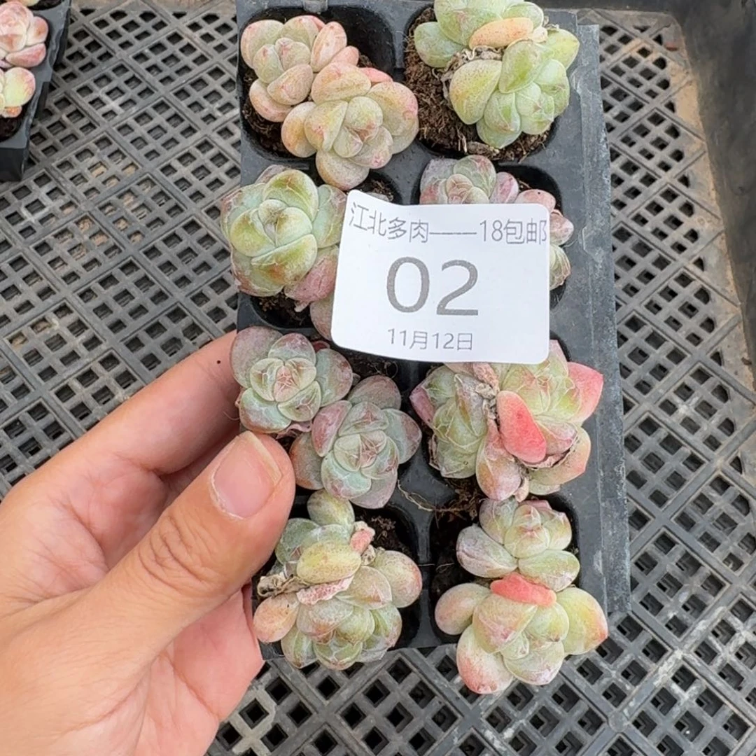 02 号到手1框，江北多肉