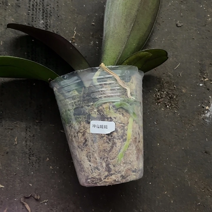 当前无花栽培后可以开花神仙姐姐