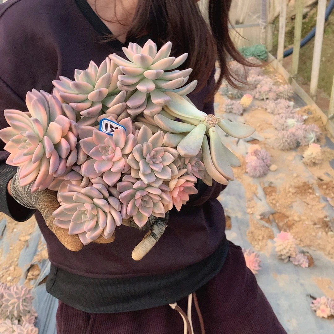 154 淡雪锦 一物一拍