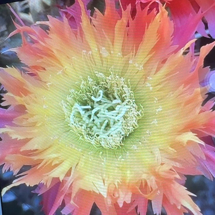 112 侧芽5公分左右毛花柱（20包邮）