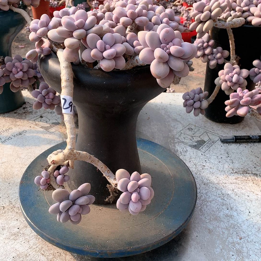 29一物一拍桃蛋老桩有断头不带盆