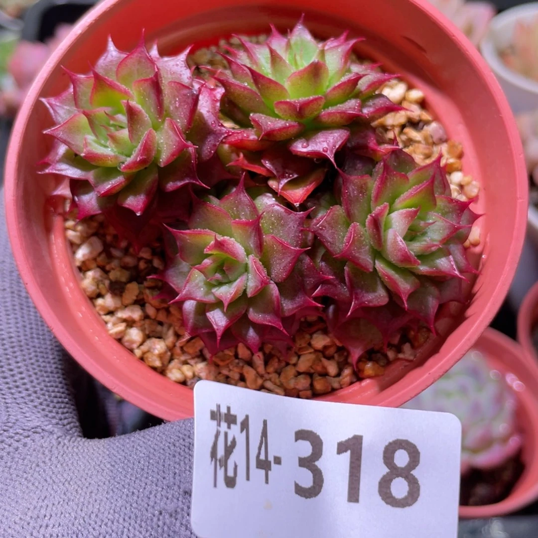 花利美14-318小海螺