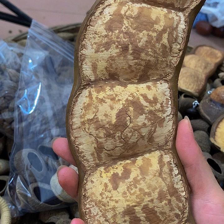 平***技菩提根/象牙果吊坠豆荚