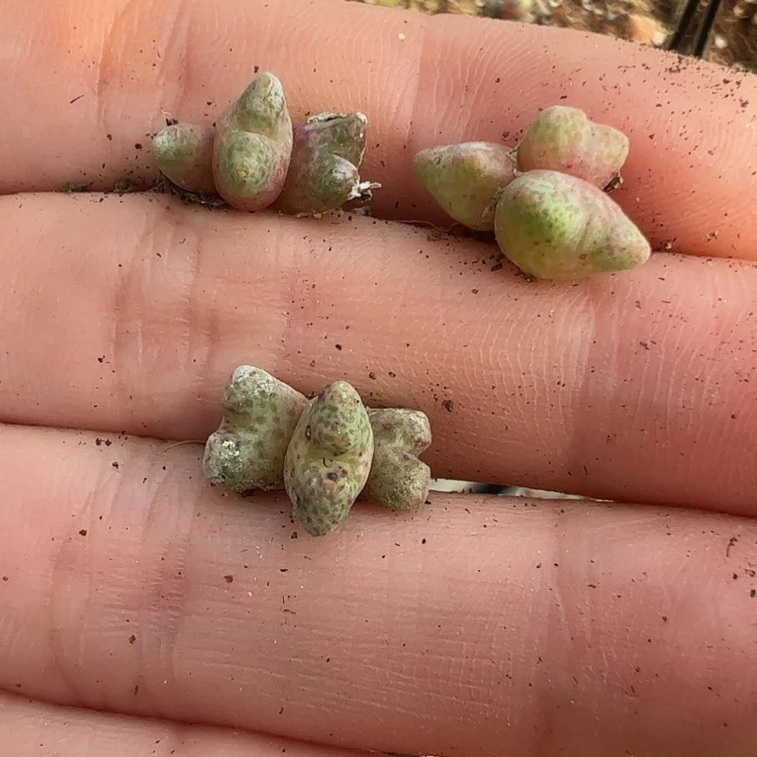 量拍以下1颗园艺定向选拔ARM714B鹿角斑马，162