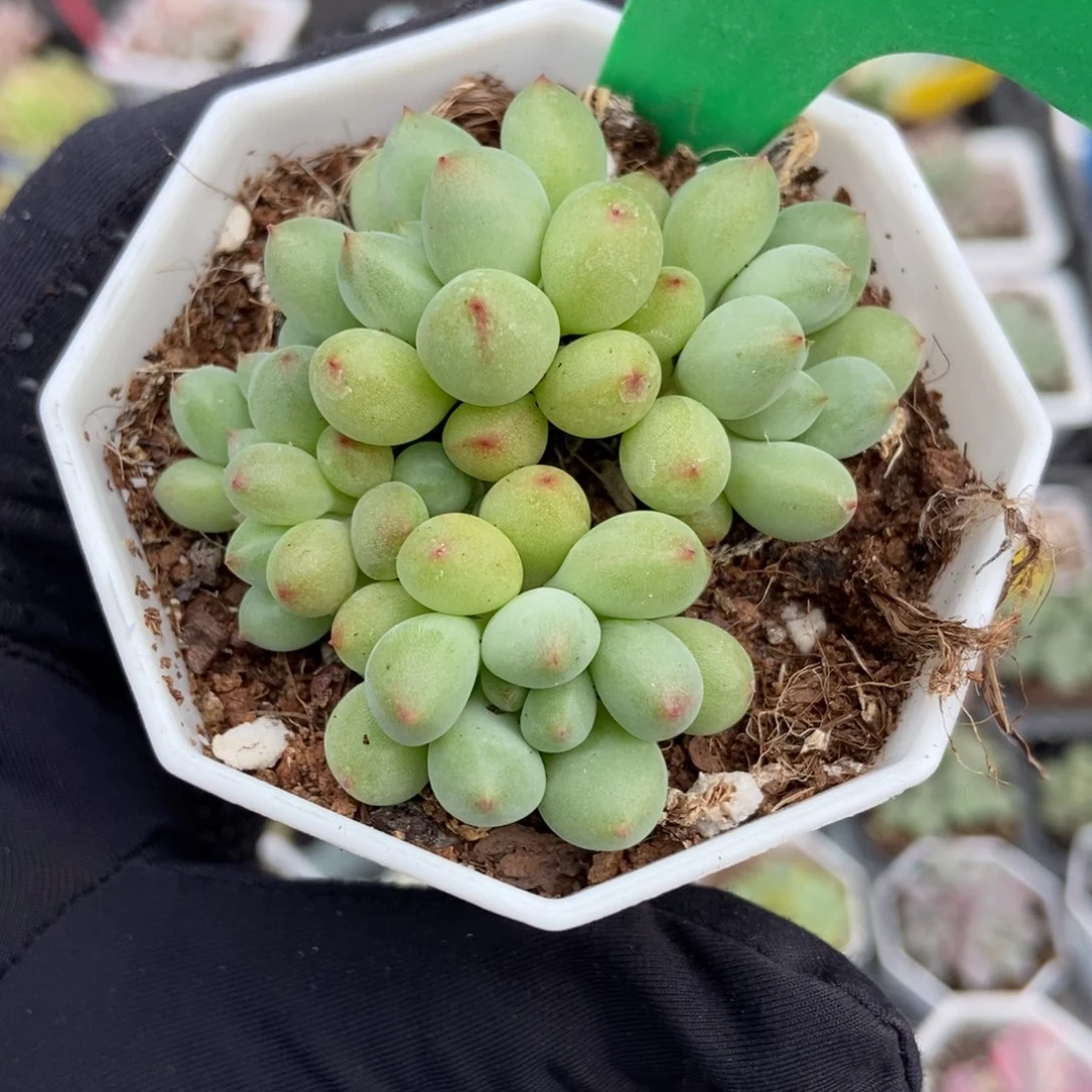 1910萤火虫多肉植物