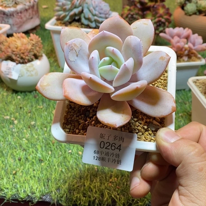 0264啊啊啊啊啊啊啊啊啊啊