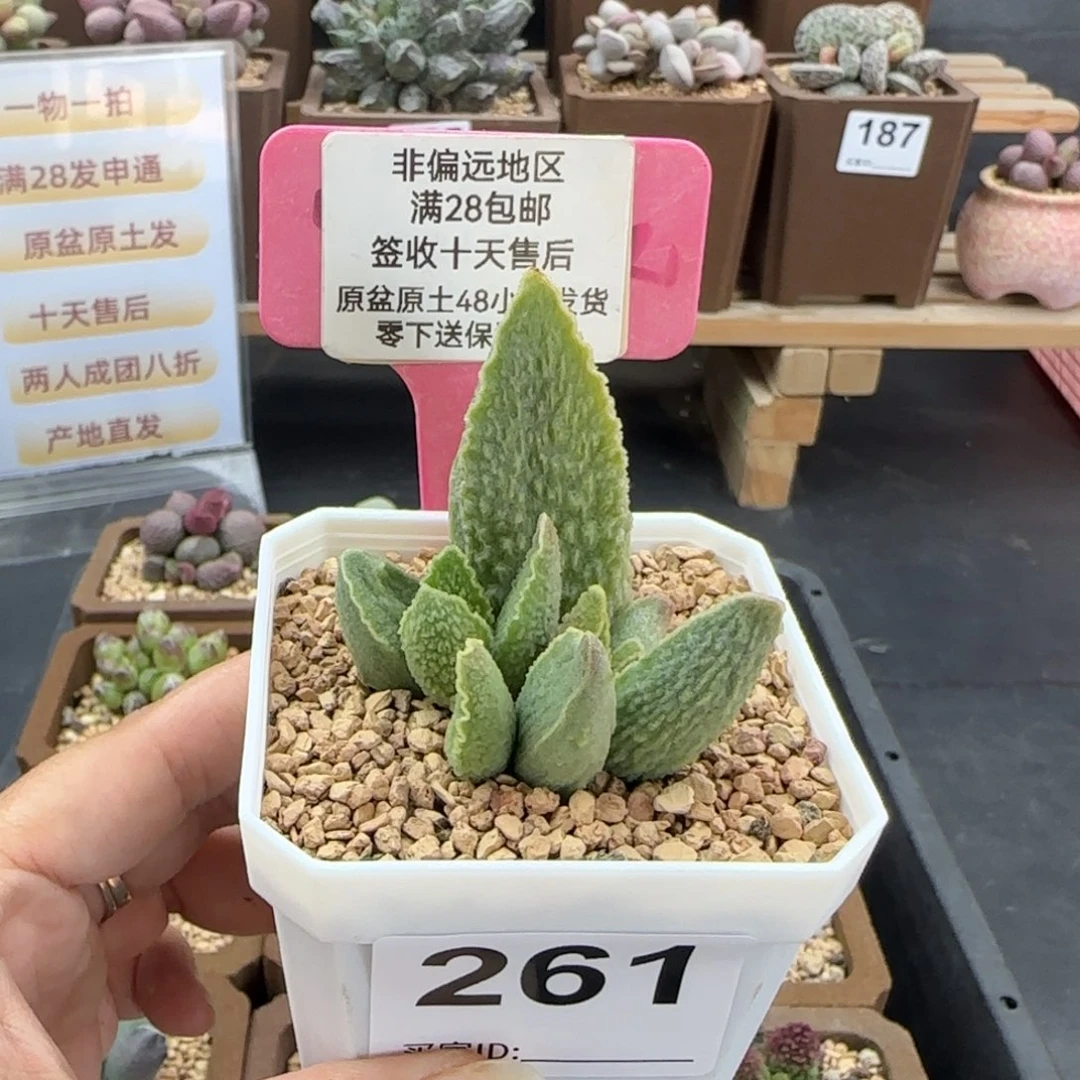 261绿皮多肉的植物