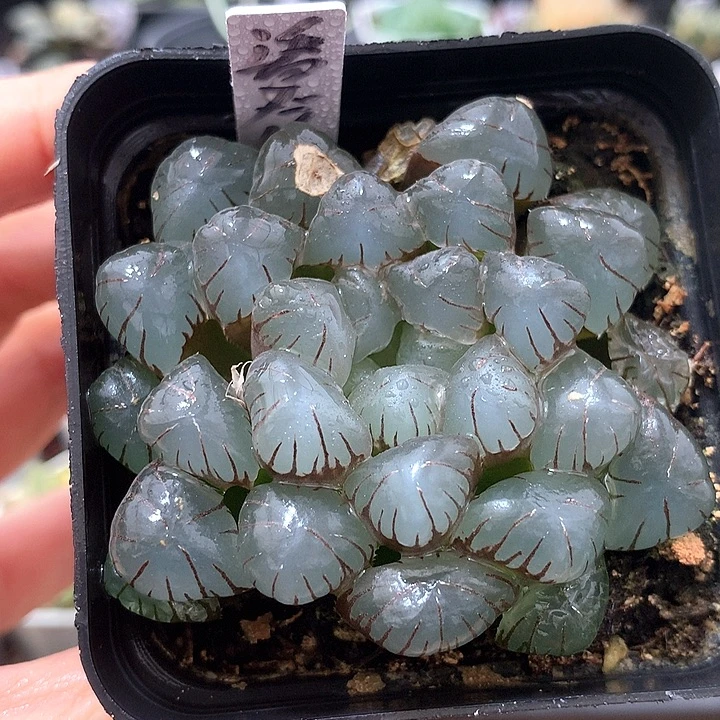 潘灯玉露一物一拍带盆土