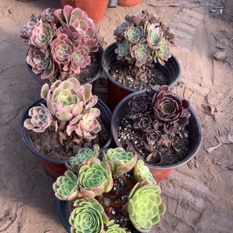 882多肉植物组合，